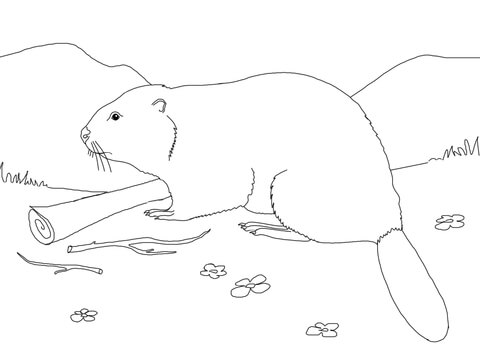 Eurasian Beaver Coloring Page